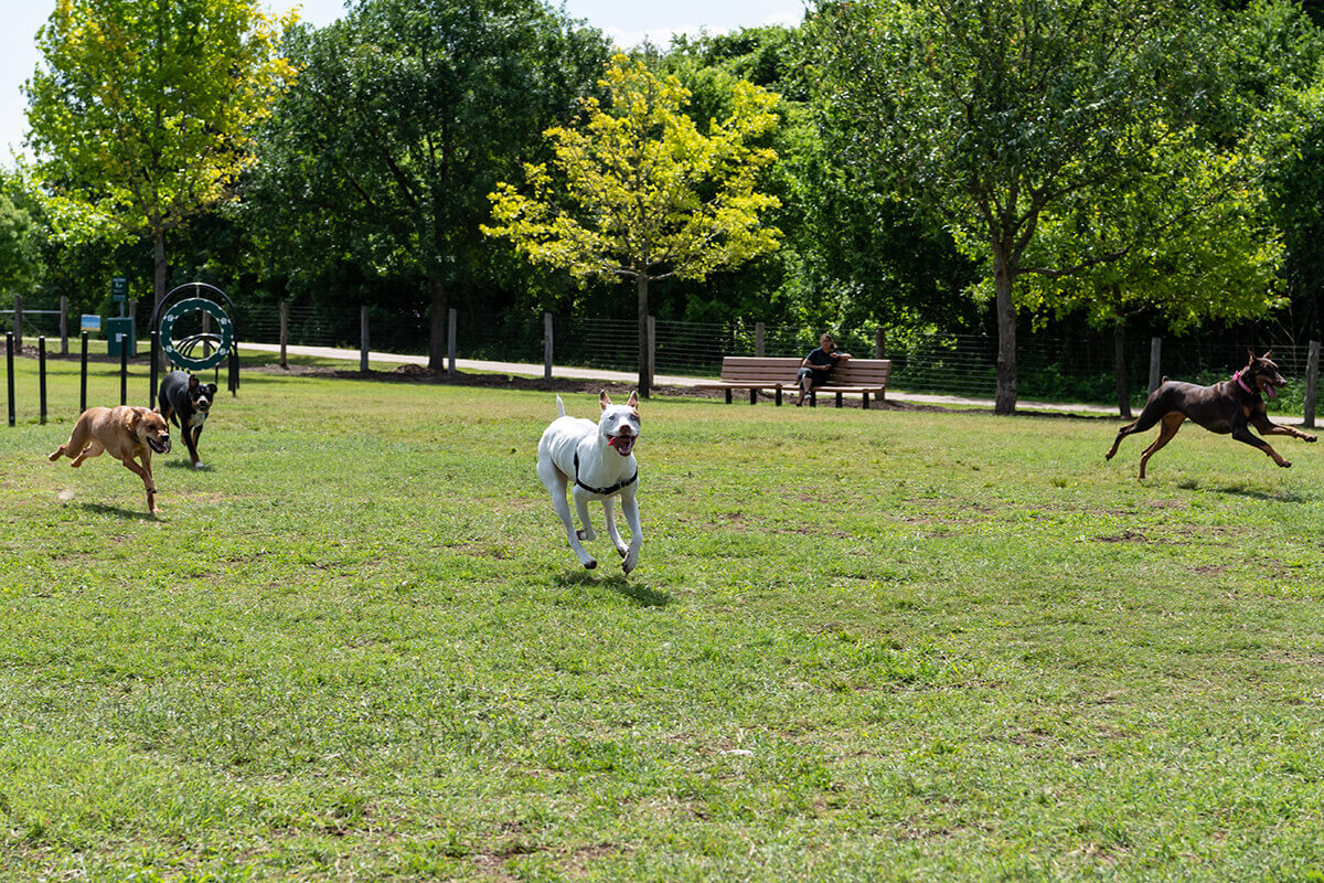Recycled Small Dog Course Dog Park