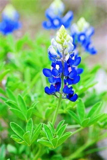 Outdoor Watering - City Of Round Rock